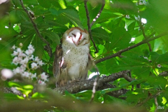 Dorothy-Singleton-DSC07120-Barn-Owl2