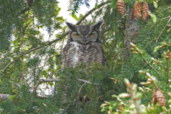 Dorothy-Singleton-DSC07305-Great-horned-Owl1