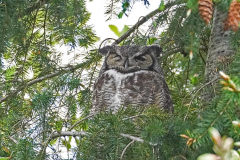 Dorothy-Singleton-DSC07343-Great-horned-Owl1