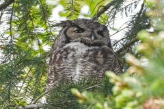 Dorothy-Singleton-DSC07351-Great-horned-Owl1