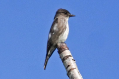 Dorothy-Singleton-DSC07441-Olive-sided-Flycatcher1