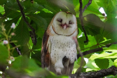 Dorothy-Singleton-DSC07644-Barn-Owl3