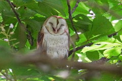 Dorothy-Singleton-DSC07647-Barn-Owl1