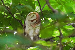 Dorothy-Singleton-DSC07657-Barn-Owl1