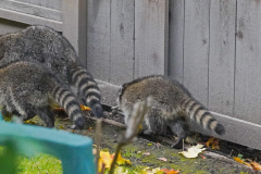Dorothy-Singleton-DSC09278-Raccoon-Tails1