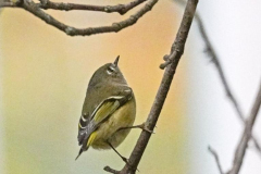 Dorothy-Singleton-DSC09318-Ruby-crowned-Kinglet1