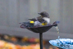 Dorothy-Singleton-DSC09447-Yellow-rumped-Warbler1