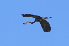 Dorothy-Singleton-DSC09658-Great-Blue-Heron-Song-Sparrow1