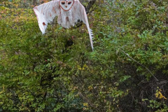 Dorothy-Singleton-DSC09947-Barn-Owl1