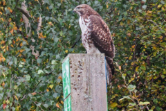 Dorothy-Singleton-IMG_7684-Juvie-Red-tailed-Hawk2
