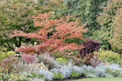 Angela-Burnett-3_Fall-perennials-shrubs-trees-077