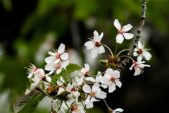 michael-chin-Cherry-blossoms