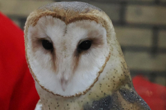 Gerd-W-Penno-Santa-vists-the-OWL-03