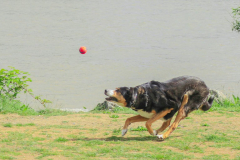 Competition-In-action-Playing-a-ball-Hendy