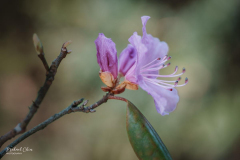 Michael-CHIN-04-Rhody-RNP