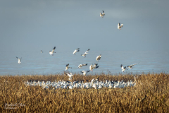 Michael-CHIN-Snow-geese-flock