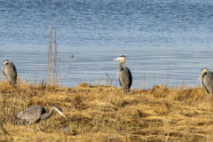 Paul-Rennie-Great-Blue-herons