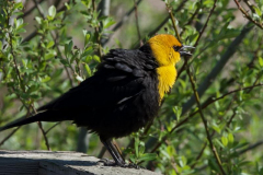 Brenda-Luciuk-Yellow-Headed-Blackbird