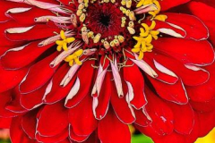 Kirby-Wang-20250925_140834FloralArt2025-mpc