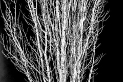 Kirby-Wang-20251221_171416WhiteTreeBW-mpc