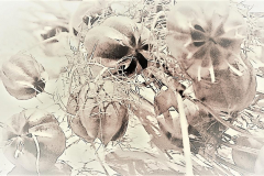 MACRO7-MPC-kirby-wang