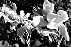 Victoria-32BW-MPC-kirby-wang