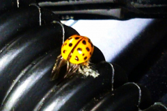 kirby-wang-20140613-00593LadyBug-mpc