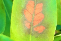 kirby-wang-20210629_203207Leaf-MPC