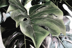 kirby-wang-20240229_131343Plant1-mpc