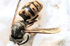 kirby-wang-20240301_101935Wasp2-mpc