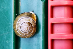 kirby-wang-20240315_170827Snail-mpc