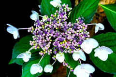 kirby-wang-20240805_202443White-Hydrangeas-mpc
