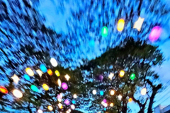 kirby-wang-20241207_173909ChristmasLightsUp1