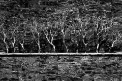 kirby-wang-20241228_183438_01PottedTrees2BWmpc