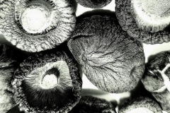 kirby-wang-20250622_221810Funghi5-mpc