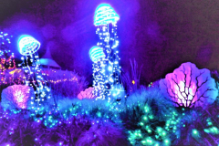 kirby-wang-DSCF4021ChristmasLites-mpc