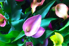 kirby-wang-IMG_0126FloralSeries-mpc
