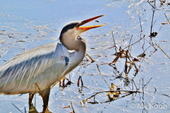 Great-Blue-Heron-2-Man-kay-KOON