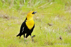 IMG_2404-2-Man-kay-KOON