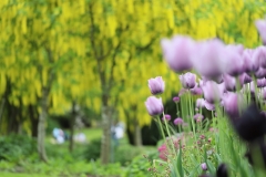 Man-kay-KOON-Flower_1