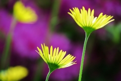 Man-kay-KOON-Flower_2
