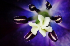 Man-kay-KOON-Flower_3