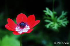 Man-ky-KOON-IMG_3841-2