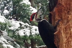 barbara glick - IMG_3500 pilated woodpecker nr snowy tree