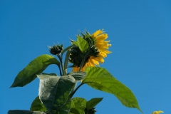 Francis-Sunflowers-03