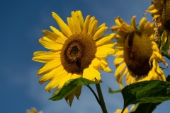 Francis-Sunflowers-04