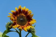 Francis-Sunflowers-09