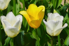 Angela-Burnett-2-Tulips