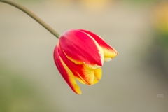 Angela-Gauld-3_Tulips