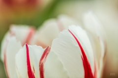 Angela-Gauld-4_Tulips
